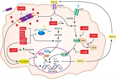 Mechanisms of Effector-Mediated Immunity Revealed by the Accidental Human Pathogen Legionella pneumophila